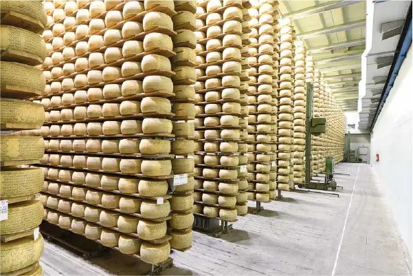 Chees Storage Cold Room