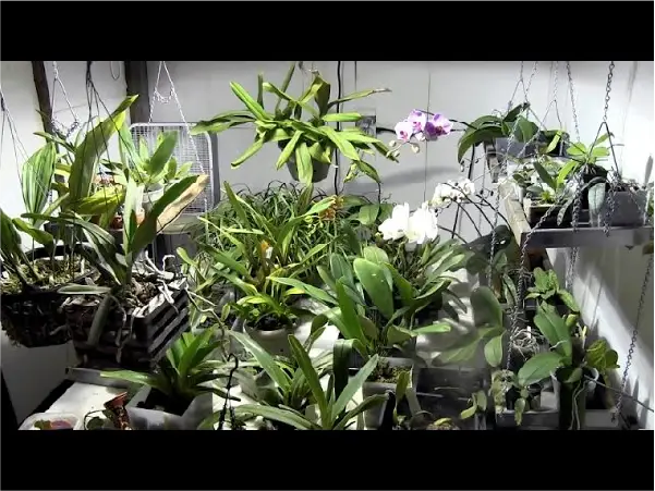 Orchid Cold Room Setup